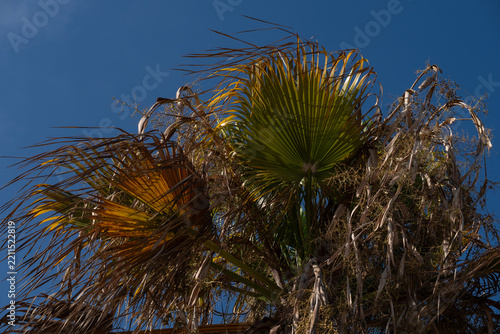 Green palm tree surrounded by dry and dead fronds