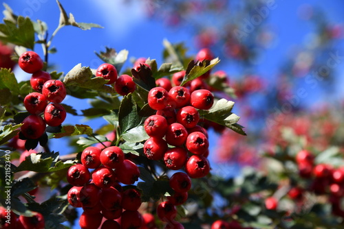 Red hawthorn Crataegus berries and green leaves in hedgerow
