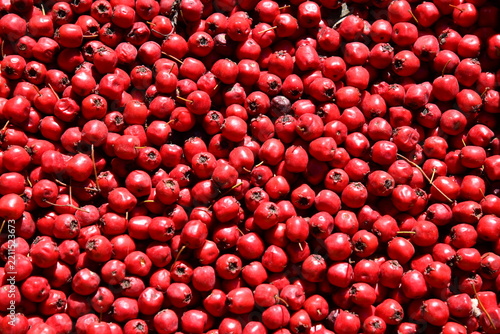 Red hawthorn Crataegus berries and green leaves in hedgerow