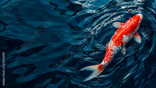 Top view of a red and white koi fish swimming in dark blue water. Japanese carp in a pond with ripples. Aquatic nature background