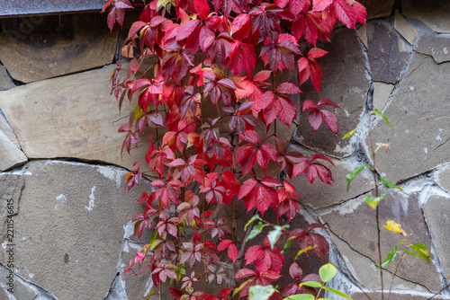 Photography Bright red autumn ivy vines growing on decorative natural stone wall
