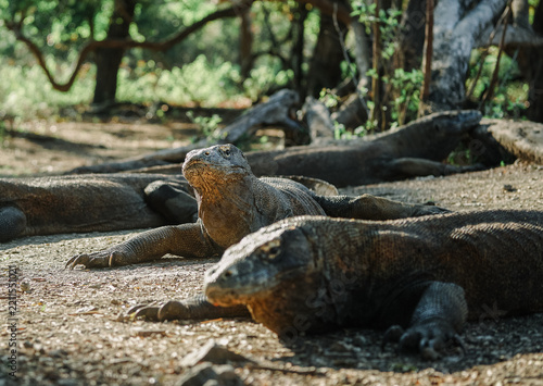Large Komodo dragon lizard walking through dry savanna wilderness in Komodo National Park, Indonesia