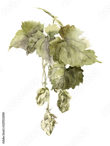 Isolated green hop