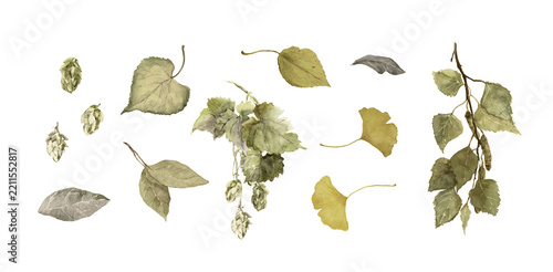 Collection of hand-painted watercolor grapevine leaves, tendrils, and small grape clusters isolated on a white background for botanical illustrations, stationery, and wine-themed designs.