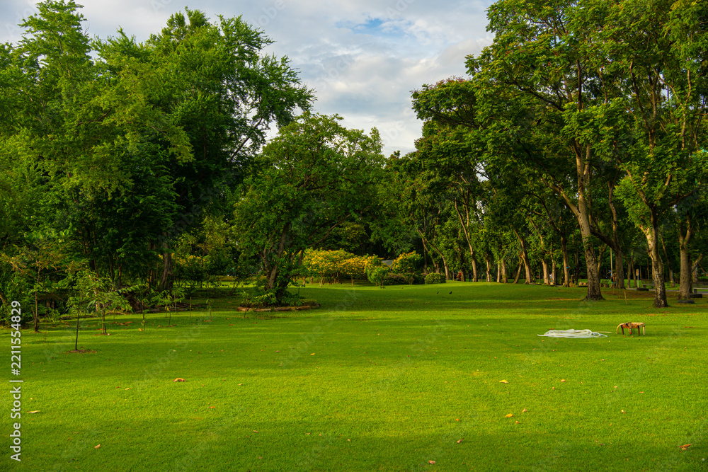 Fototapeta premium Green meadow grass tropical forest city public park blue sky with cloud