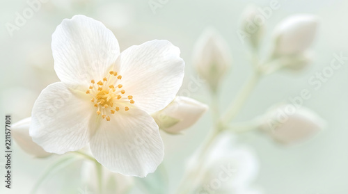 Delicate white jasmine flower with buds and soft focus background