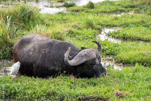 African Buffalo Resting in Mud Wallow with Cattle Egret