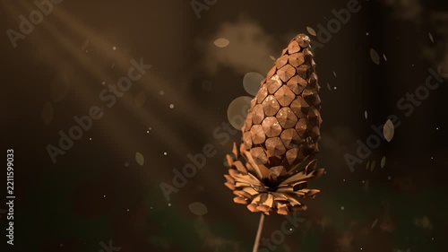 Pine Cone Scales Opening Macro Autumn Light Animation