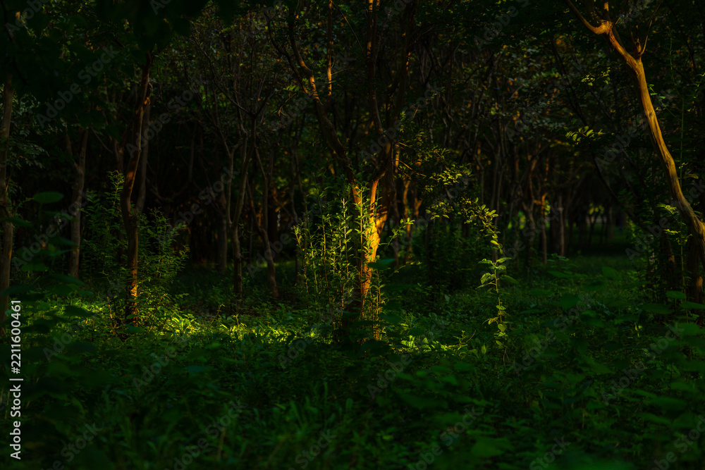 Fototapeta premium Sunlight Illuminating Dense Green Forest Undergrowth