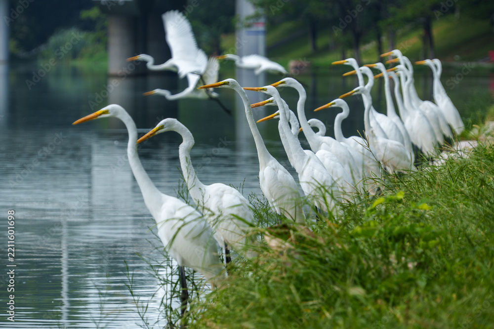 Obraz premium White Egrets Resting and Flying on a Green Riverbank