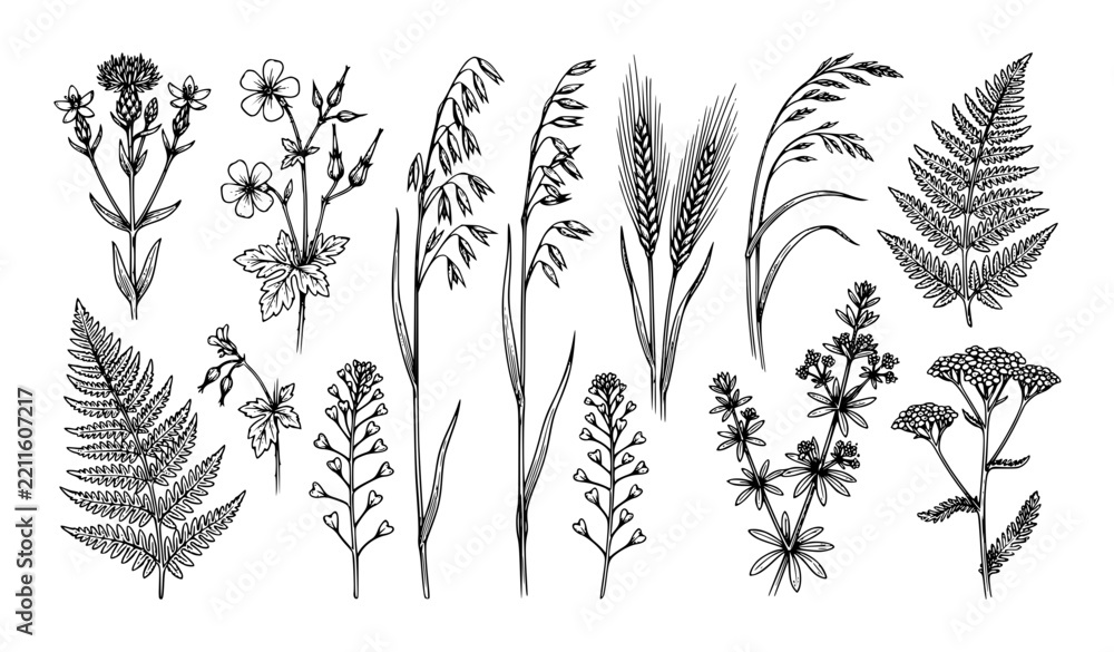 Obraz premium Black and white vintage field flora vector collection with summer wildflowers grasses and grain stems