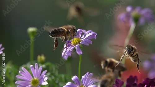 Bee, Flying on Flowers. closeup view. Slow-motion. purple violet daisy flowers
