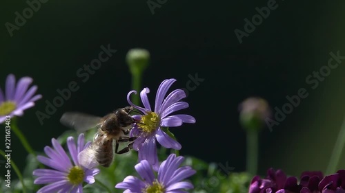 Bees, Fly on Purple Flowers
