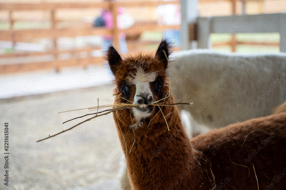 Fototapeta premium A young brown and white alpaca chews dry hay inside an indoor enclosure.