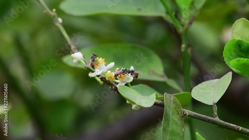 Bee collecting nectar from the white flowers of a lime tree.