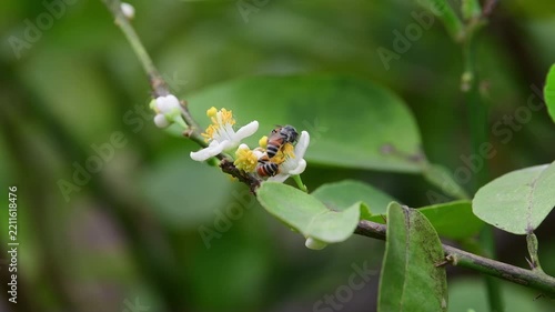 Bee collecting nectar from the white flowers of a lime tree.
