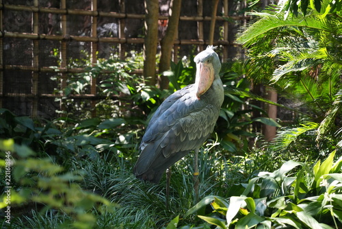 ハシビロコウ