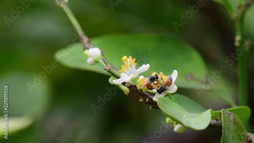 Bee collecting nectar from the white flowers of a lime tree.