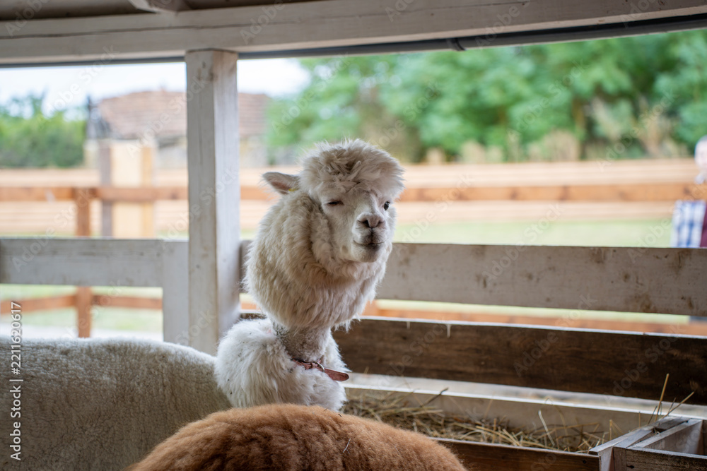 Fototapeta premium A white alpaca stands in a wooden farm pen with hay, while another alpaca is partially visible in the foreground.