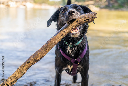 black dog fetching a stick in a river