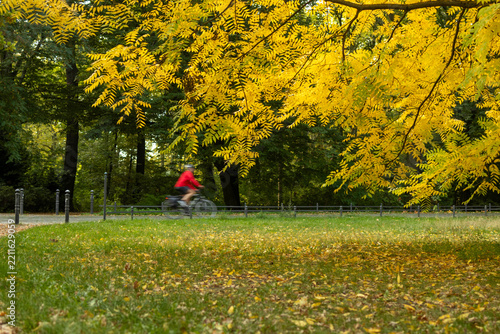 
Autumn in the park