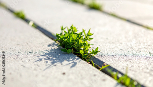 Small green plant growing through a crack in urban pavement in sunlight
舗装の隙間から芽吹く小さな植物が映す都市と自然の境界