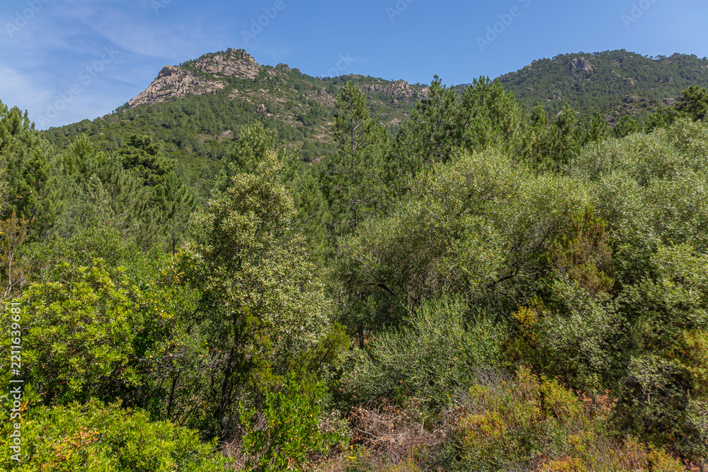 Obraz premium Nature View With Mountains and Trees in Sunlight