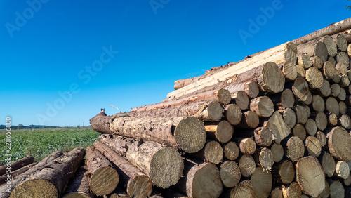 Stacked timber logs in a rural landscape, freshly harvested wood prepared for forestry, construction, heating, and sustainable biomass production under a clear blue sky