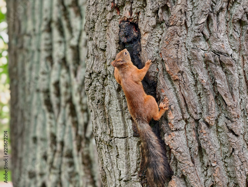 ordinary squirrel nimbly climbing a tree trunk