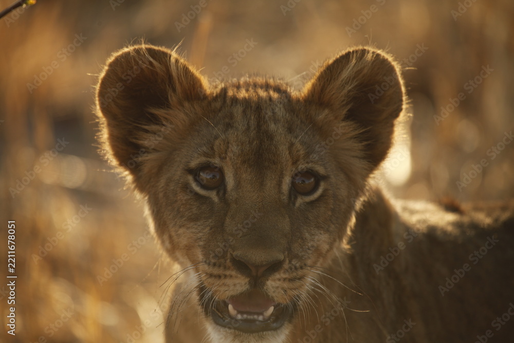 Obraz premium Backlit Lion Cub Portrait Looking at Camera in Golden Light