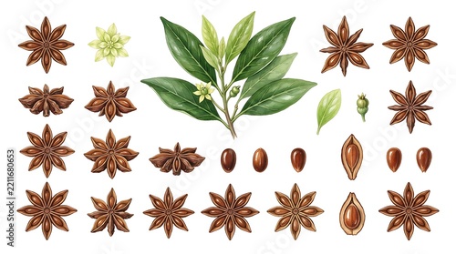 Star anise botanical watercolor illustration set on white background