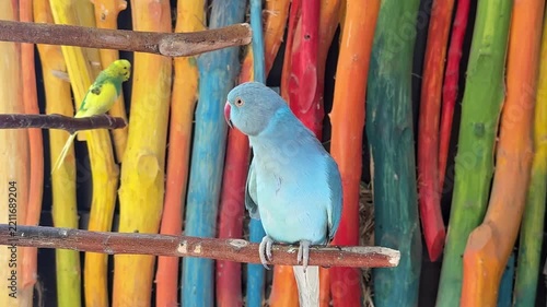 indian ring-necked parakeet, also known as Kramer's ring-necked parakeet (Psittacula krameri), in the blue color mutation