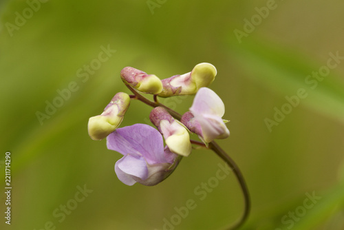 View of a delicate Marsh Pea flower with pink petals and green buds in a natural setting in the United Kingdom.
