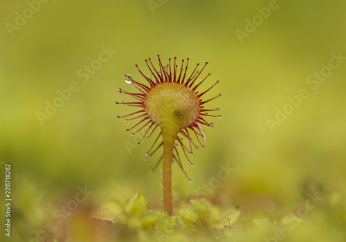 View of a Common Sundew plant with its characteristic glandular tentacles and a single dew drop, set against a soft green mossy background in the United Kingdom.