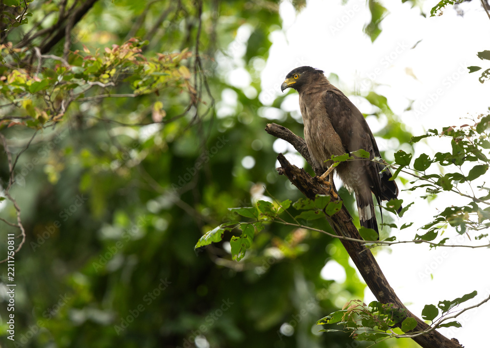 Fototapeta premium Crested serpent eagle perched on a tree, Tadoba Andhari Tiger Reserve, India