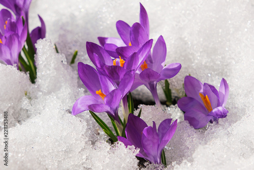 Spring crocus in the snow, lit by the sun