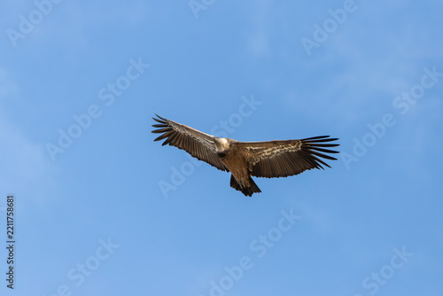Fotografie Griffon vulture (Gyps fulvus) flying majestically with wings spread under a clea