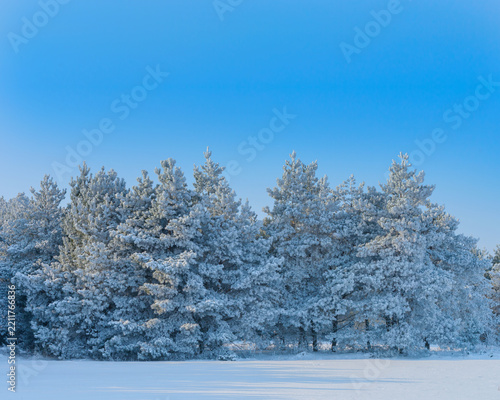 Winter nature serenity with snow covered pine trees under clear blue sky.