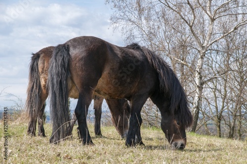 Equus ferus caballus, exmoor pony, horse, odd-toed ungulates, perissodactyla, domesticated animals, pet, horses, house pet, landscape management, landscape preservation, mammals, horses, pony, mammals, unpaired ungulates