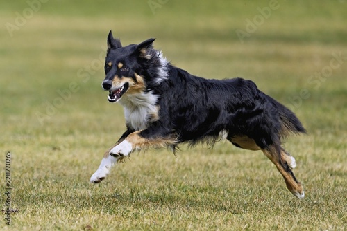 Mixed breed dog between Border Collie and Australian Shepherd jumps across meadow, Switzerland