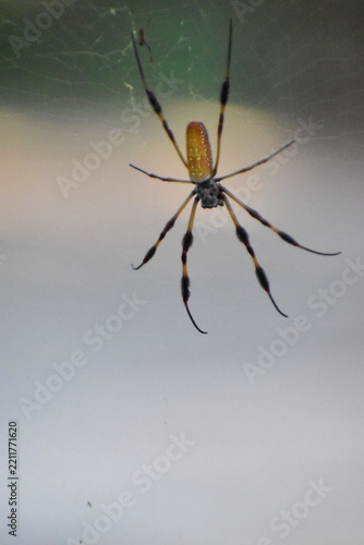 Obraz na plátně spider on the web