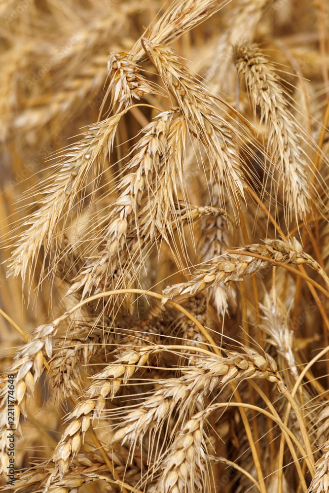 Obraz premium Golden wheat ears sway in a sunlit field