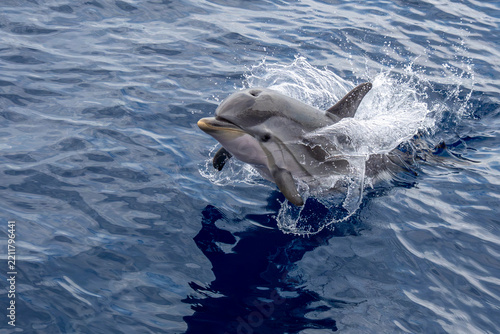 Striped Dolphin Leaping from Mediterranean Sea