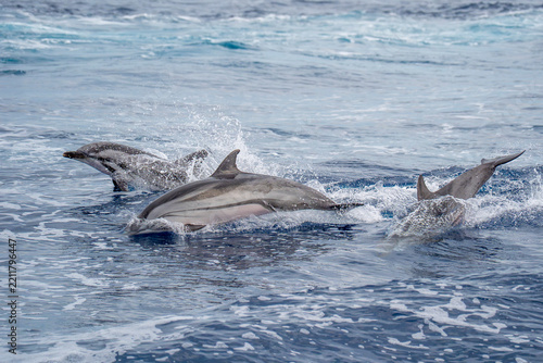 Wild Striped Dolphins Leaping Through Ocean Waves in Open Sea