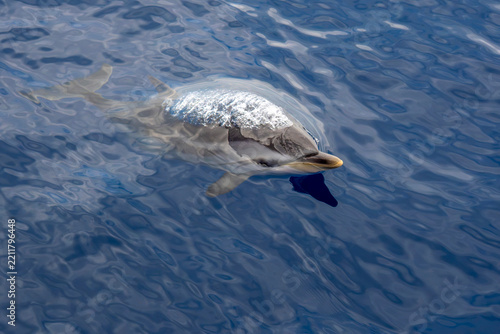Wild Striped Dolphin Swimming at Ocean Surface in Blue Water