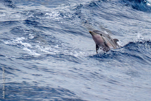 Wild Striped  Dolphin Leaping from Blue Ocean Waves