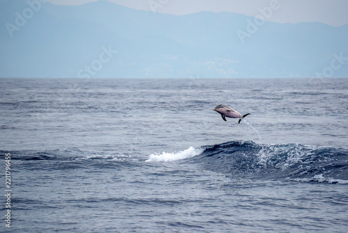 Wild Striped Dolphin Leaping Out of  Waves in Mediterranean Sea