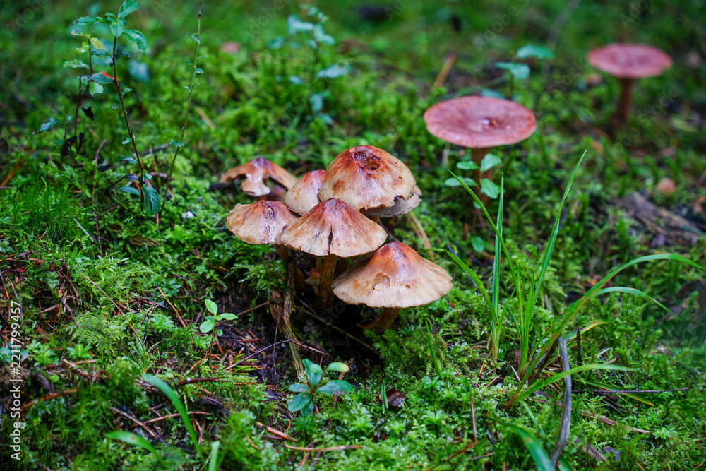 Fototapeta premium Cluster of Small Mushrooms on Mossy Forest Floor