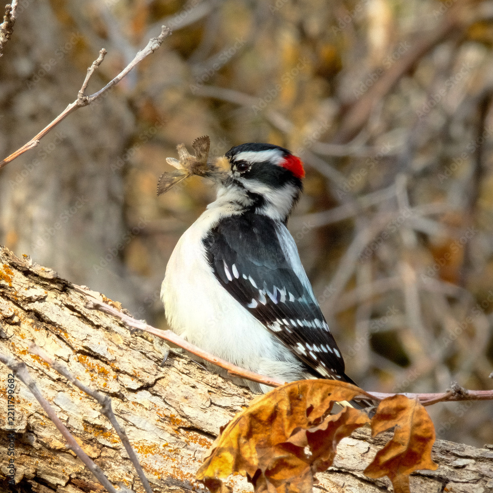 Obraz premium Downy woodpecker holding a captured insect in its beak