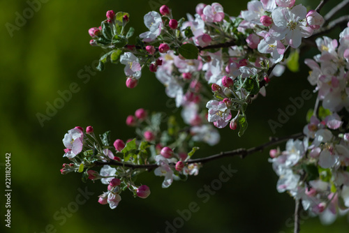 Soft pink and white apple blossoms and buds on a branch against a blurred gre...